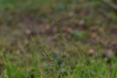 Poa trivialis sylvicola