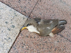 Coccyzus americanus