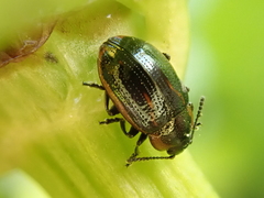 Prasocuris hannoveriana