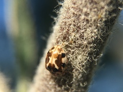 Psyllobora vigintimaculata