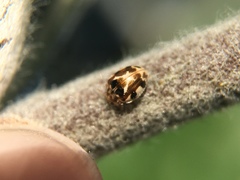 Psyllobora vigintimaculata
