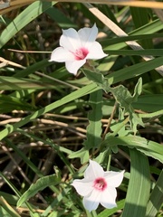 Convolvulus equitans