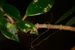 Nematanthus tessmannii