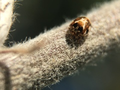 Psyllobora vigintimaculata