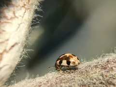 Psyllobora vigintimaculata