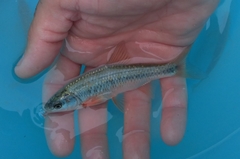 Sarmarutilus rubilio