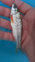 Sarmarutilus rubilio