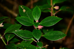 Nematanthus tessmannii