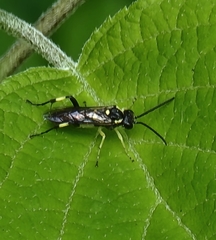 Macrophya bifasciata