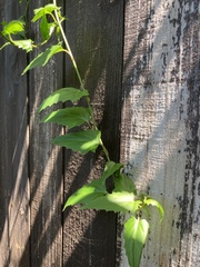 Pseudogynoxys chenopodioides