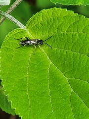 Macrophya bifasciata