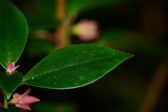 Nematanthus tessmannii