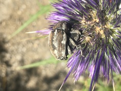 Larinus onopordi