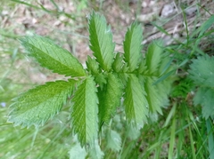 Agrimonia eupatoria