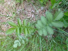 Agrimonia eupatoria