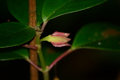 Nematanthus tessmannii