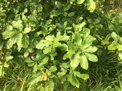 Quercus oglethorpensis