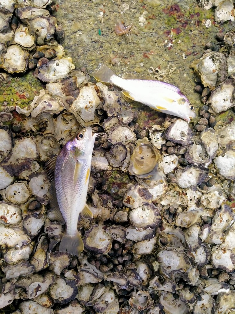Goatee croaker (Dendrophysa russelii) — Sciaenidae