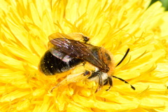 Andrena haemorrhoa