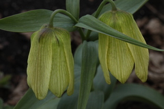 Fritillaria pallidiflora