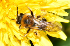 Andrena haemorrhoa