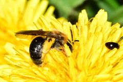 Andrena haemorrhoa