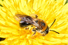 Andrena haemorrhoa
