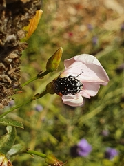 Oxythyrea noemi
