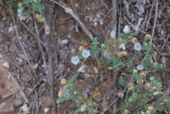 Linum pratense