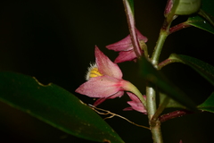 Nematanthus tessmannii
