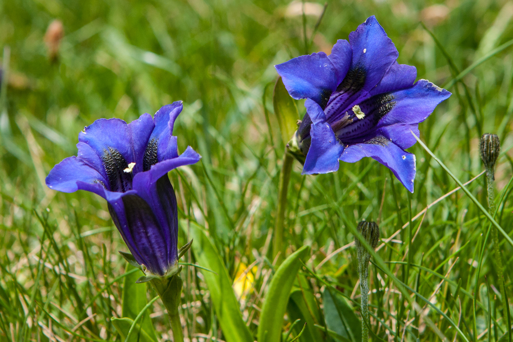 trumpet gentian