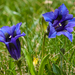 Trumpet Gentian - Photo (c) OggioniAle, some rights reserved (CC BY-NC-ND), uploaded by OggioniAle