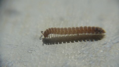 Polydesmus stuxbergi