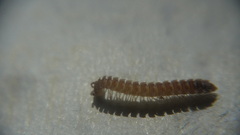Polydesmus stuxbergi