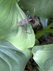 Acanthocephala declivis