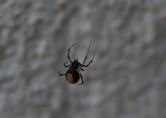 Parasteatoda lunata
