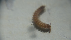 Polydesmus stuxbergi