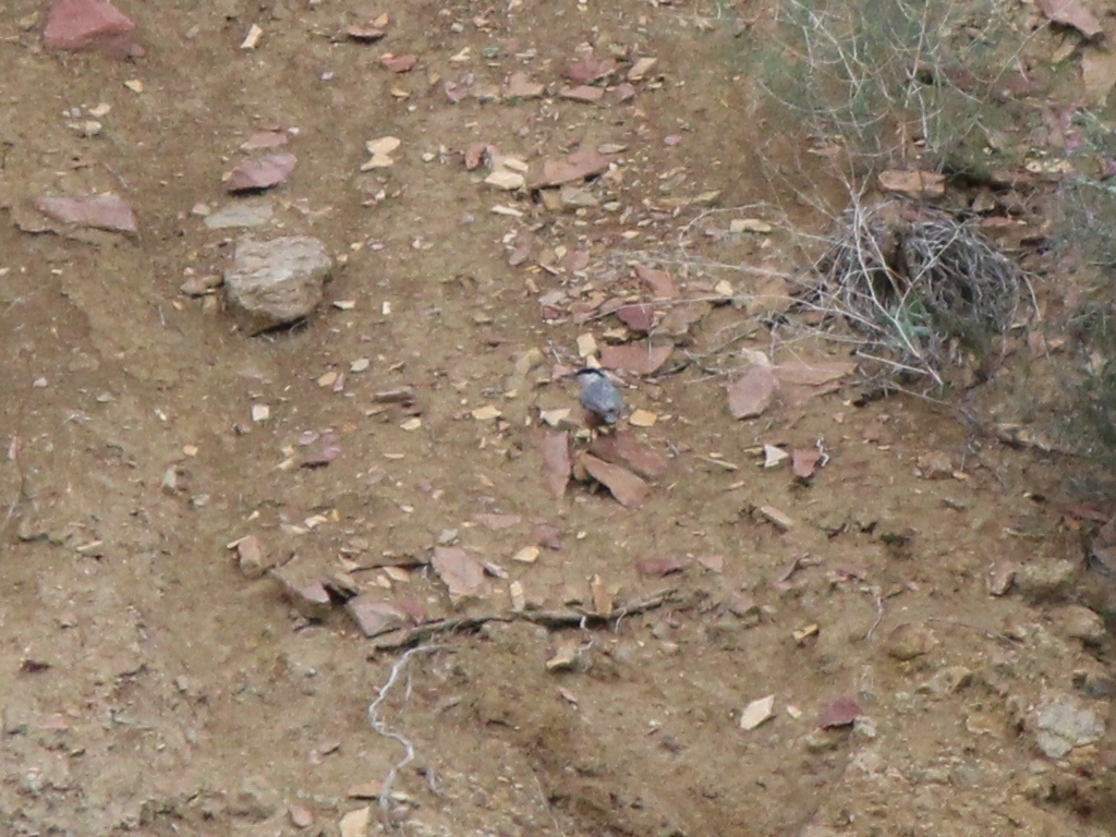 Western Rock Nuthatch