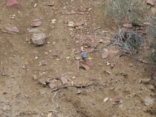 Western Rock Nuthatch (Sitta neumayer), photo 10