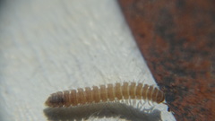 Polydesmus stuxbergi