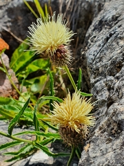 Klasea flavescens