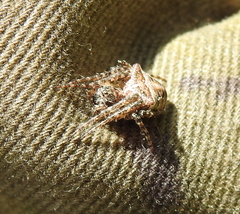 Gibbaranea bituberculata