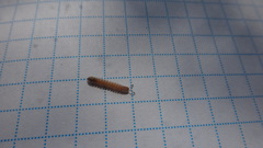 Polydesmus stuxbergi