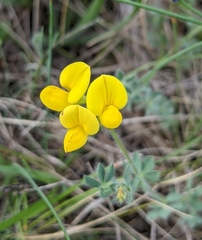 Lotus delortii