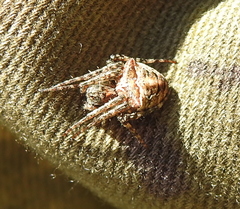 Gibbaranea bituberculata