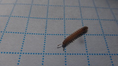 Polydesmus stuxbergi