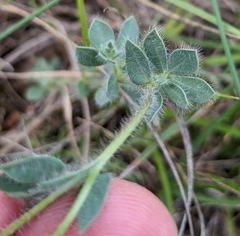 Lotus delortii