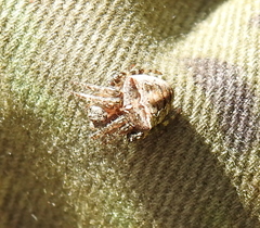 Gibbaranea bituberculata