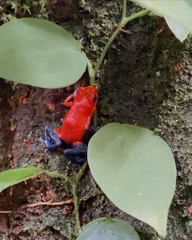 Oophaga