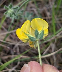 Lotus delortii